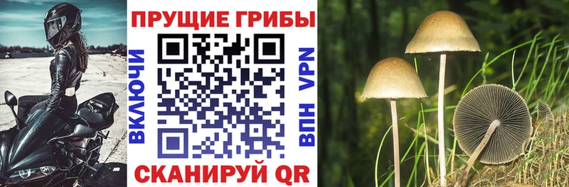 Псилоцибиновые грибы MAGIC MUSHROOMS  Купить где  Кисловодск 